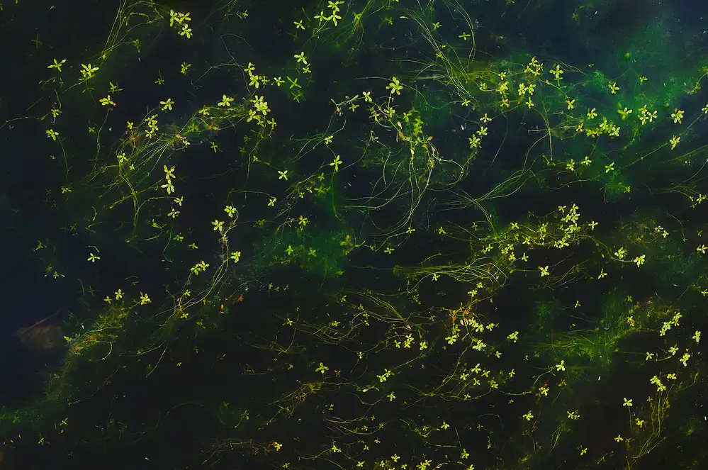 Andras, Zsolt Szabo: Solaris
