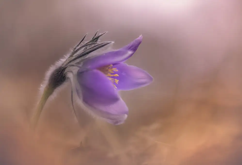 Olsson, Ronny: Pulsatilla vulgaris