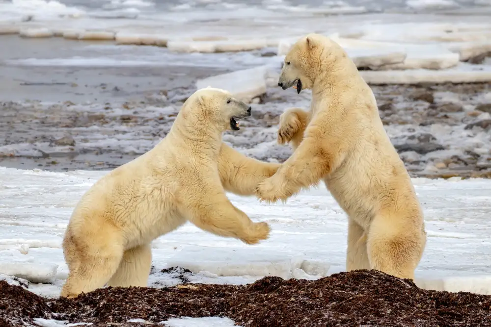 Catta, Alessandro: Fight !!!