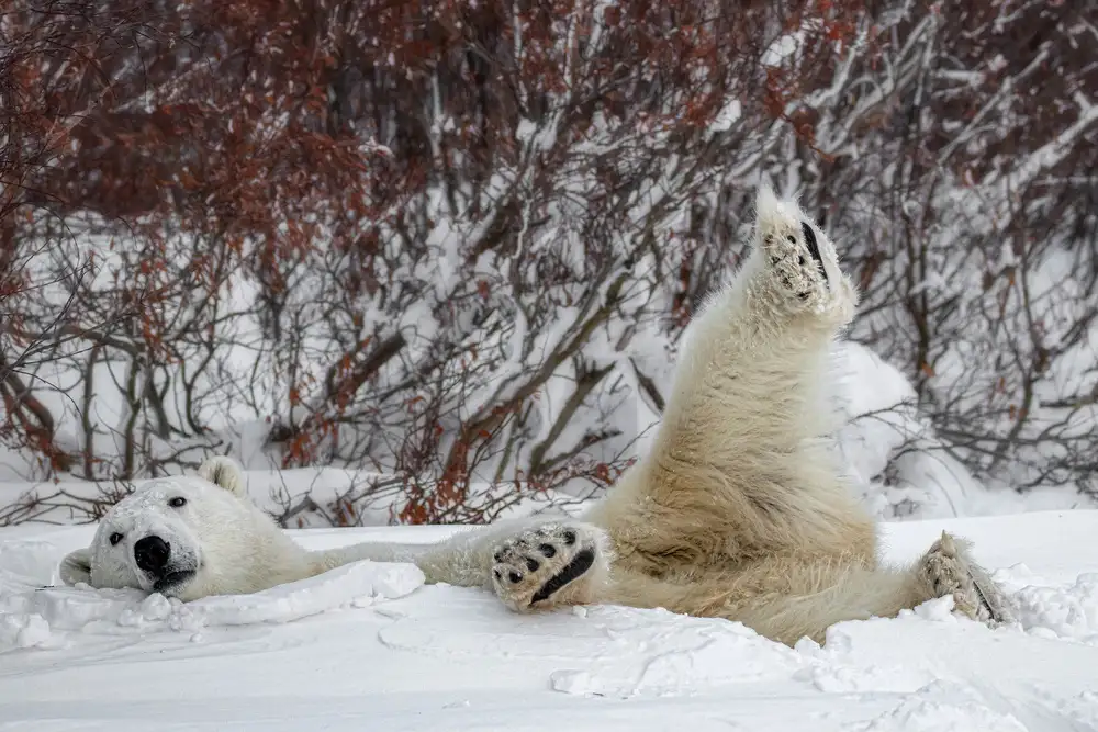 Catta, Alessandro: Kung Fu Bear