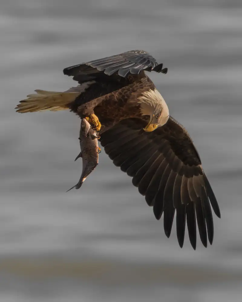 Li, Rob: Morning Prey