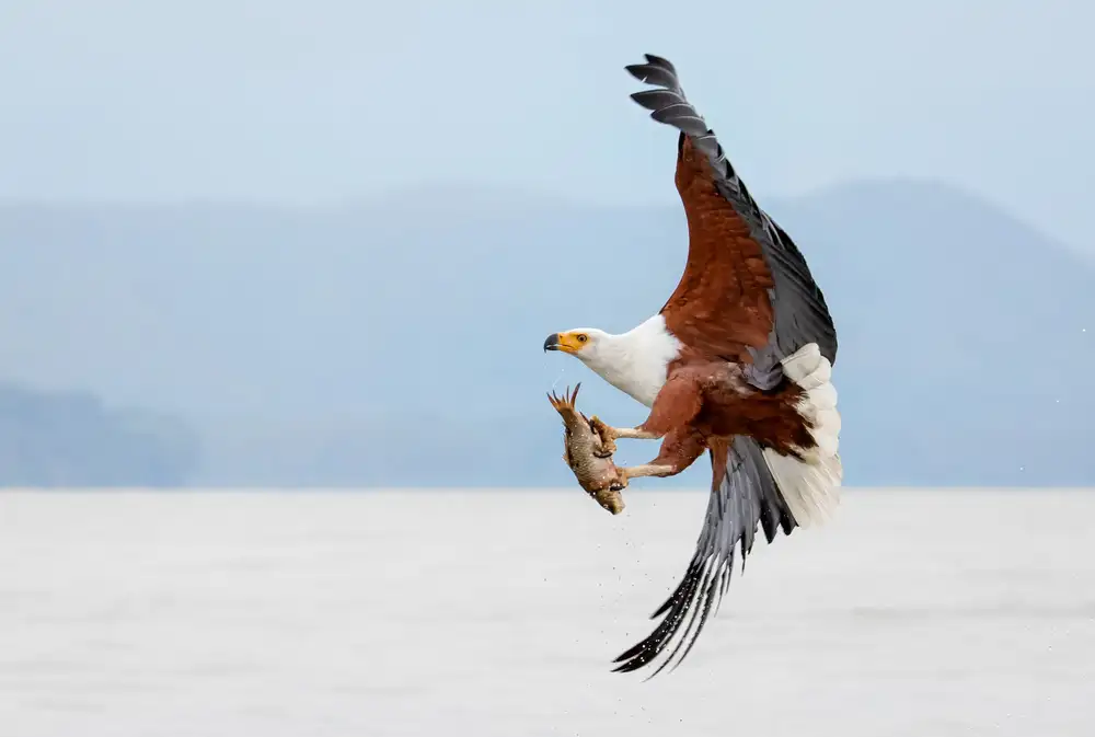 Chen, J. John: Beauty of Fish Eagle