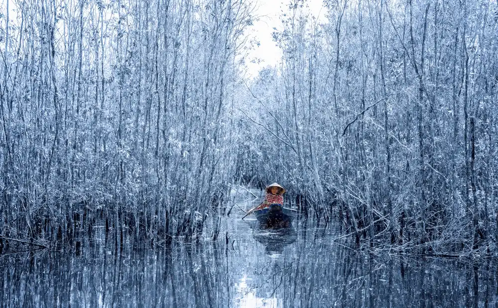 Tuan, Tan Nguyen: Foresta di Melaleuca in inverno