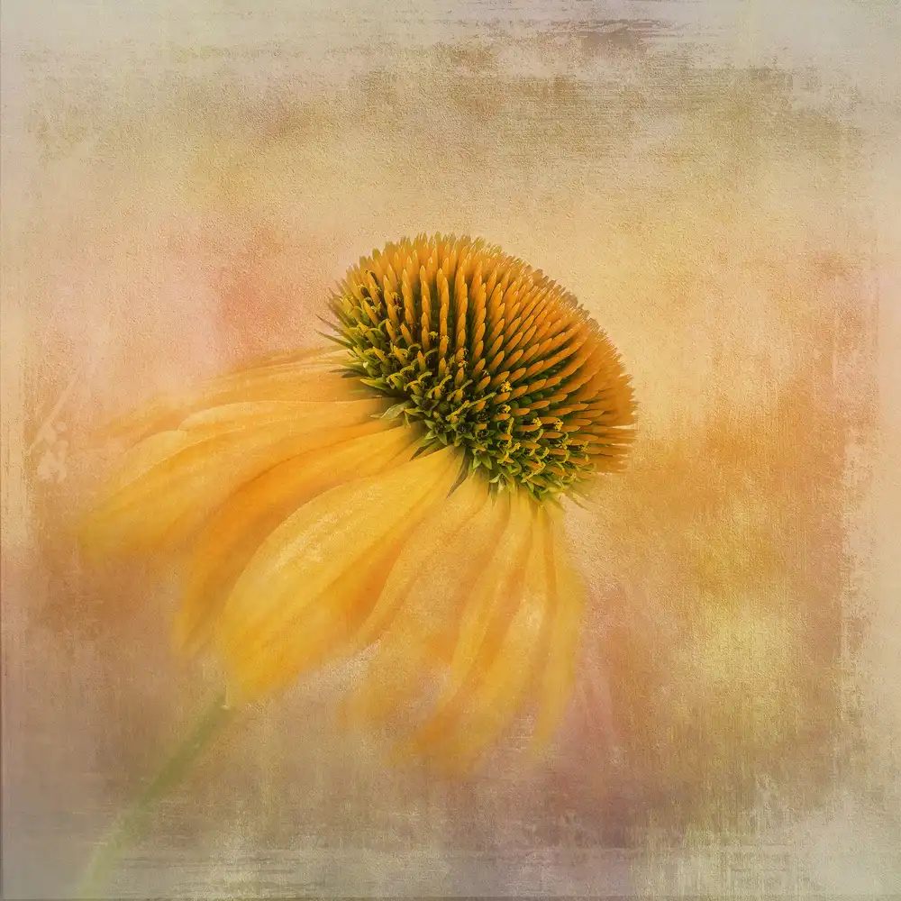Gray, Gaille: Echinacea ve žluté barvě