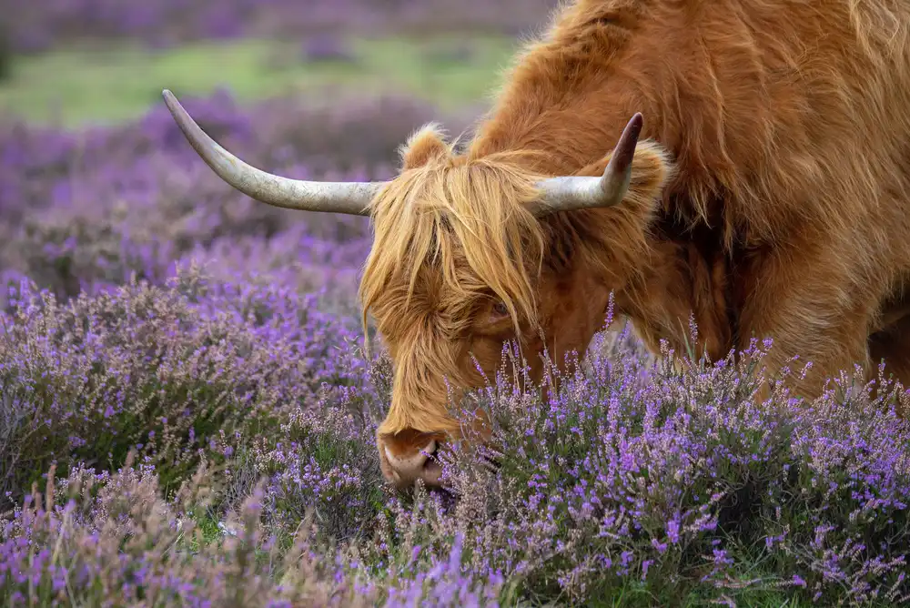 Parker, Jacky: Highland Graze