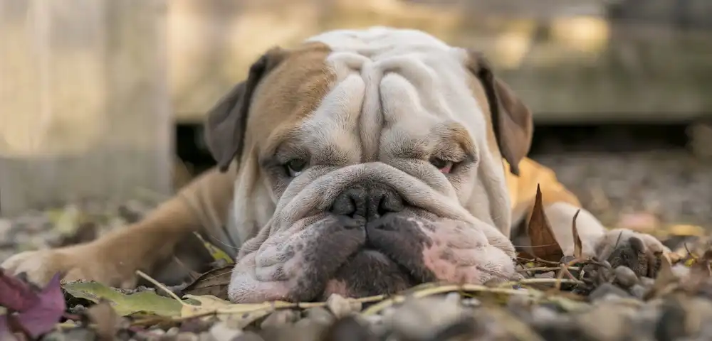 Bosch, den Gert: Wide screen Bulldog in Autumn colours