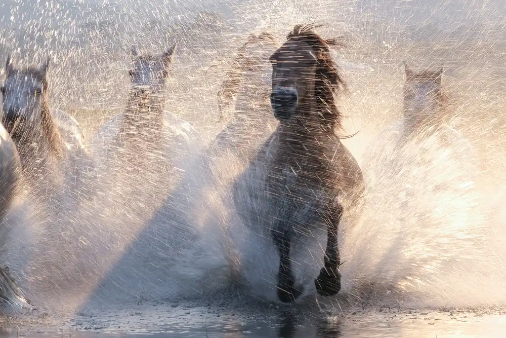 Z, Bingo: Courir