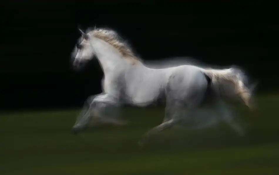 Malovrh, Milan: Galop