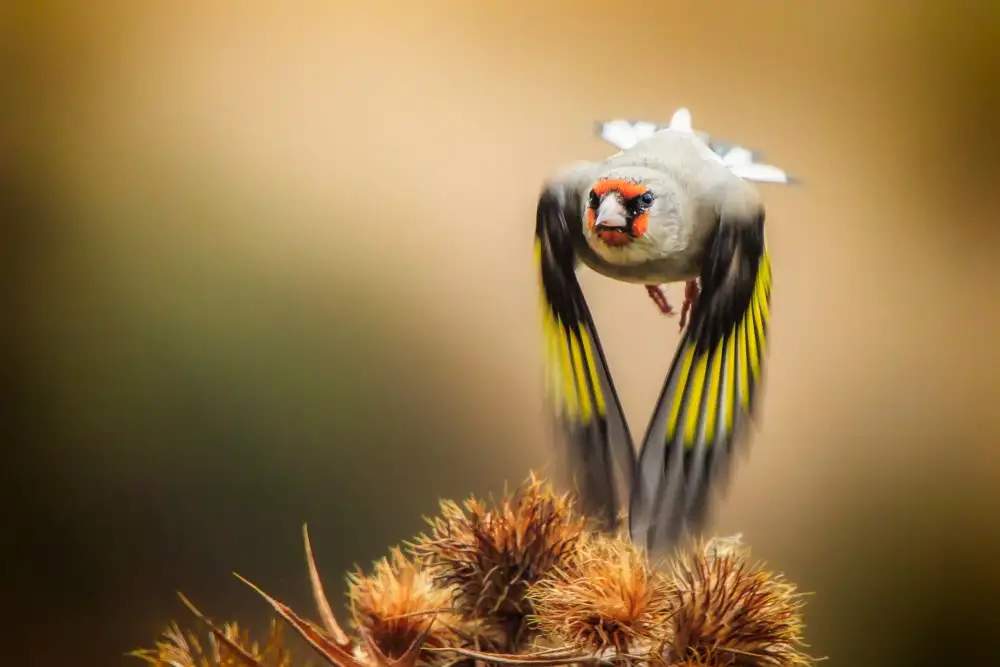 Pezeshki, Sina: Goldfinch
