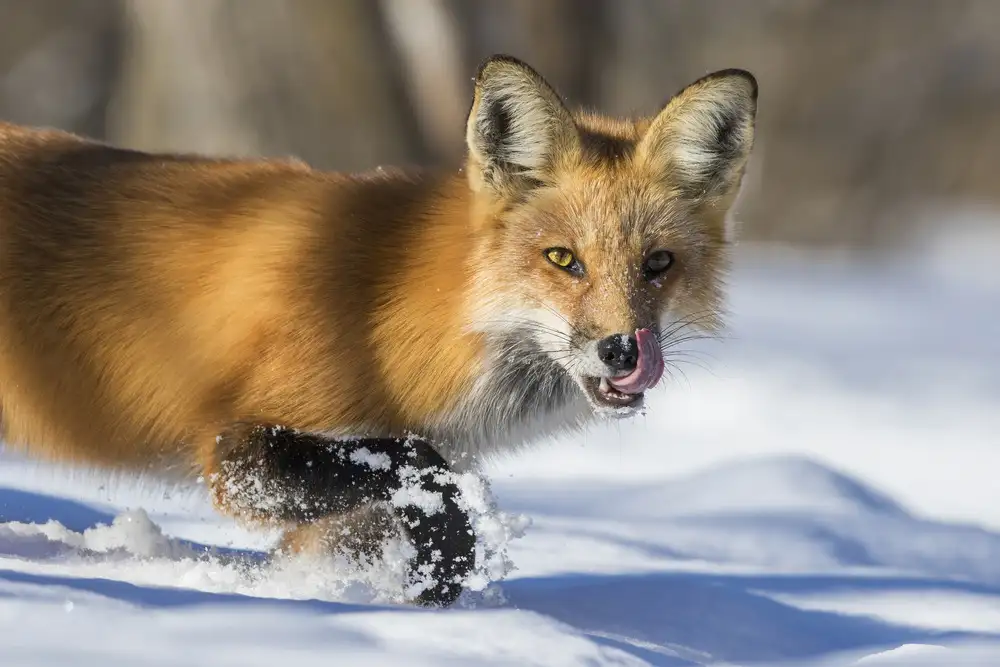 Costina, Mircea: Fox Hunting in winter