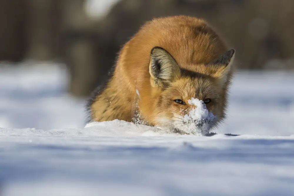 Costina, Mircea: The Snow Hunter