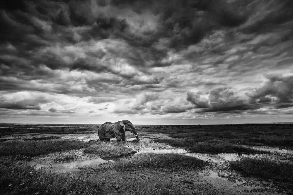 Vidak, Vedran: Amboseli