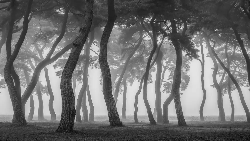 Seo, Tiger: Foggy morning