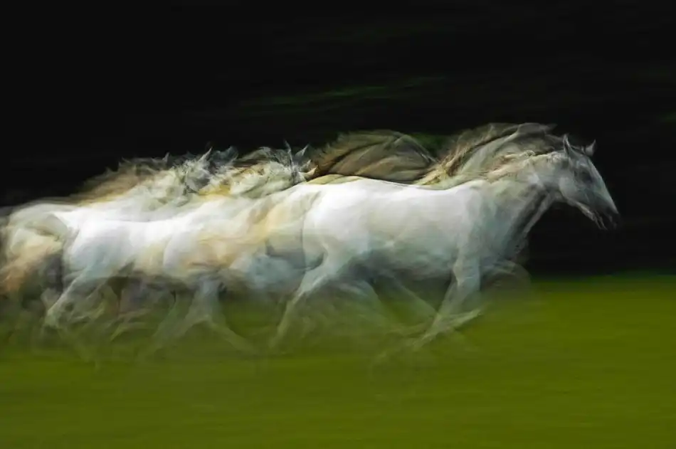 Malovrh, Milan: Stampedo