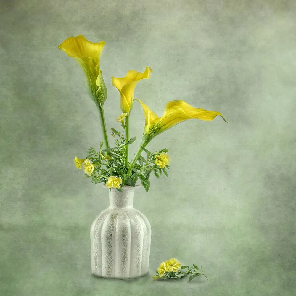 Gray, Gaille: Calia Lillies
