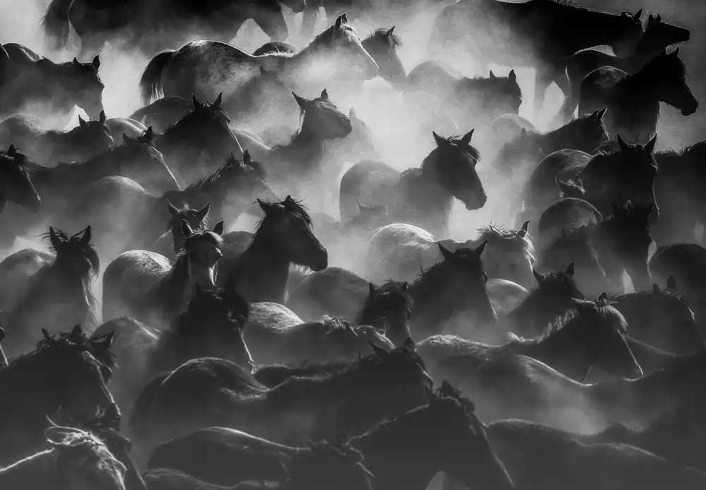 Kandilcioglu, Nisan Ummu: caballos 2