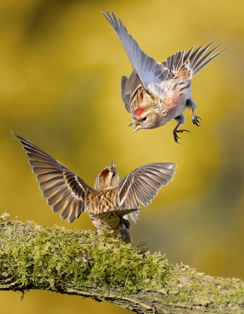 Wilkinson, Hugh: Redpolls Squabble