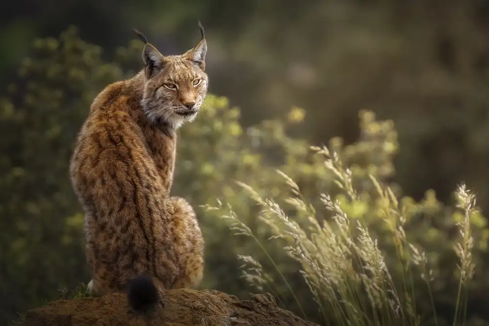 Ruiz, Saavedra Sergio: Lynx Fine Art.