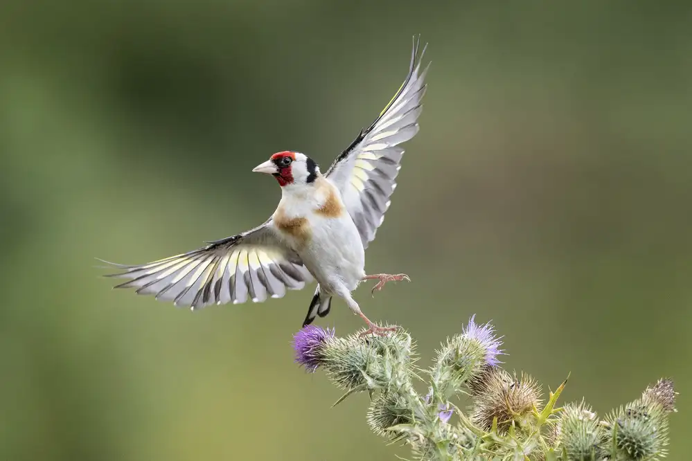 Wilkinson, Hugh: Goldfinch on Thristle
