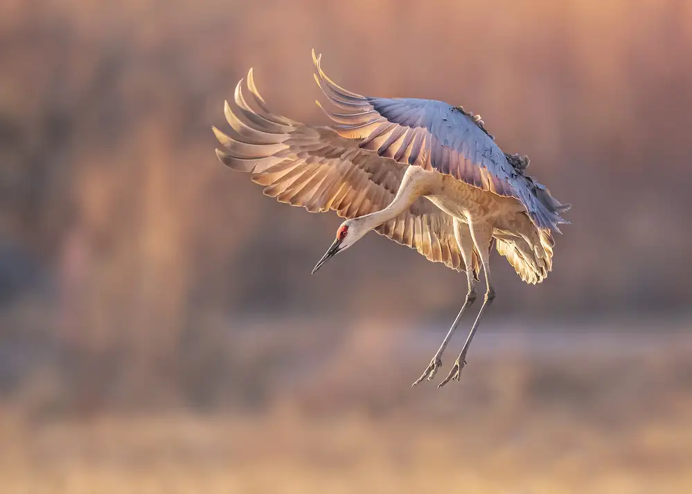 Poreider, Annie: Ready for landing