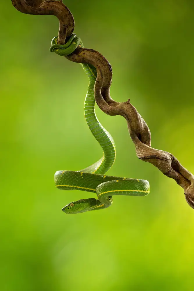 Zygmunt, Milan: Seitengestreifte Palmen-Pitviper