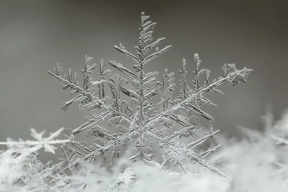 Naidandorj, Tsolmon: Copo de nieve