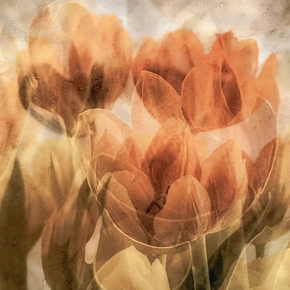 (laGrange), Vangindertael Luc: tulipány