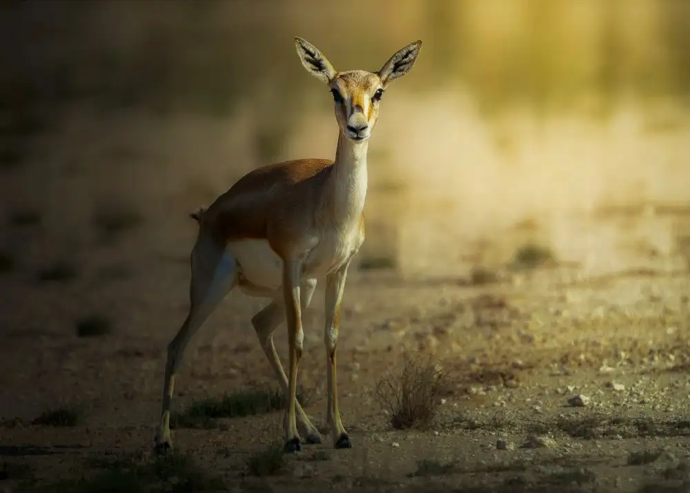 Pezeshki, Sina: Persian Gazelle!