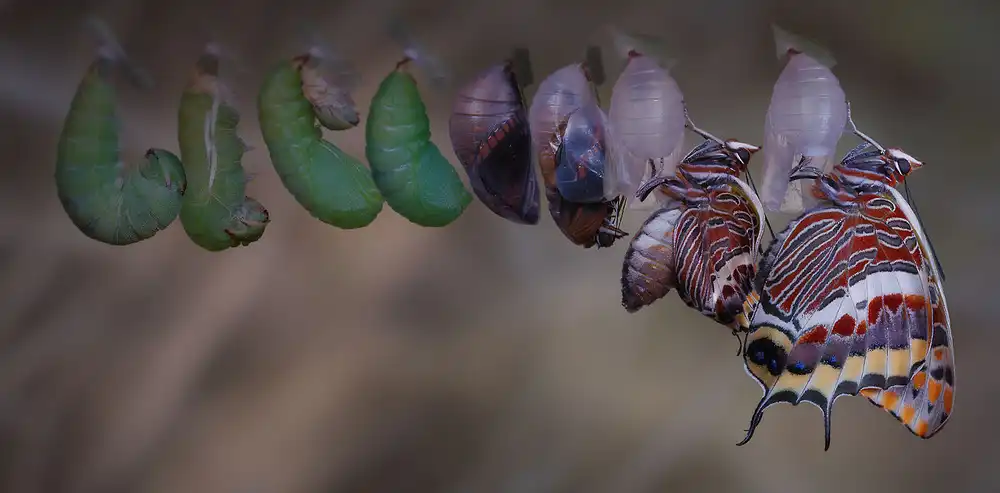Hoffman, Jimmy: Metamorphosis
