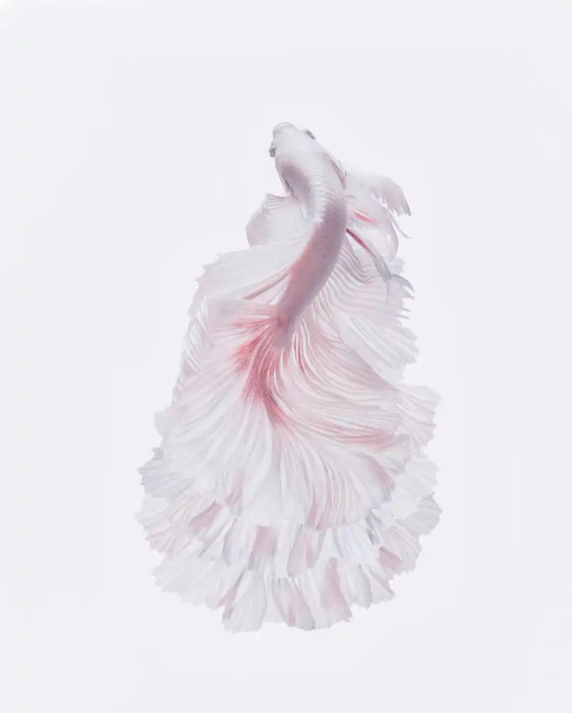 Halil, Andi: el vestido blanco