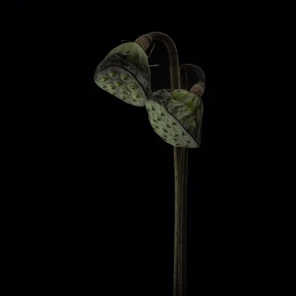 Grønkjær, Lotte: Lotus heads