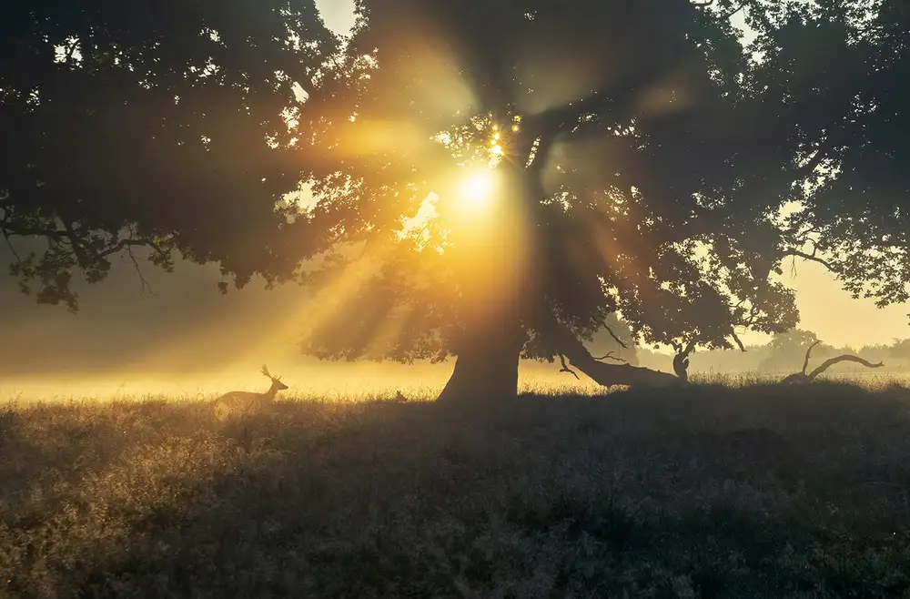 keller: Debajo del árbol