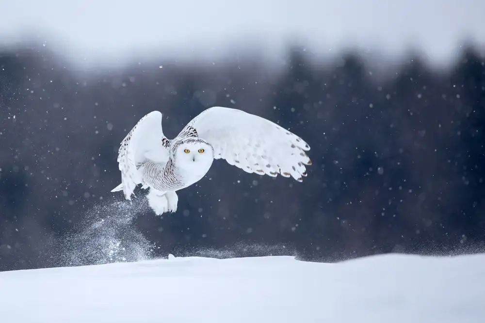 Catta, Alessandro: Yellow Eyes