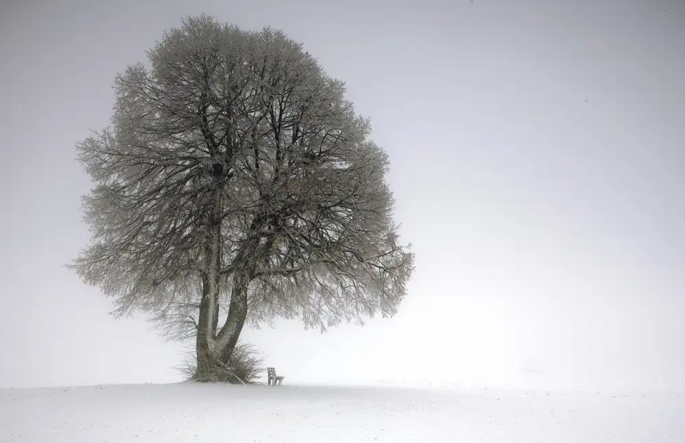 Warth, Irma: Winter tree