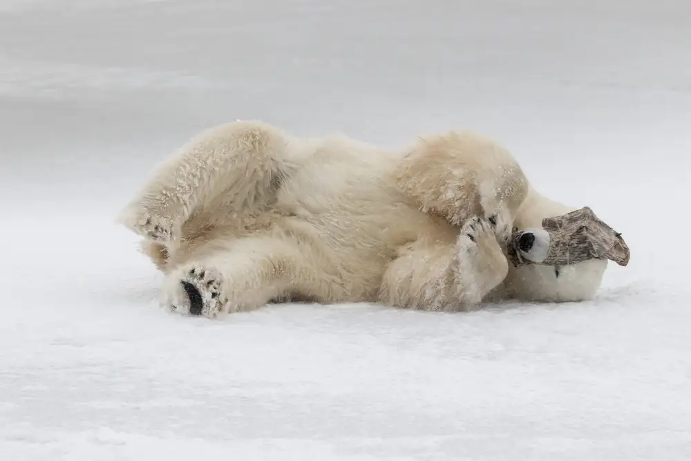 Catta, Alessandro: Shy Bear