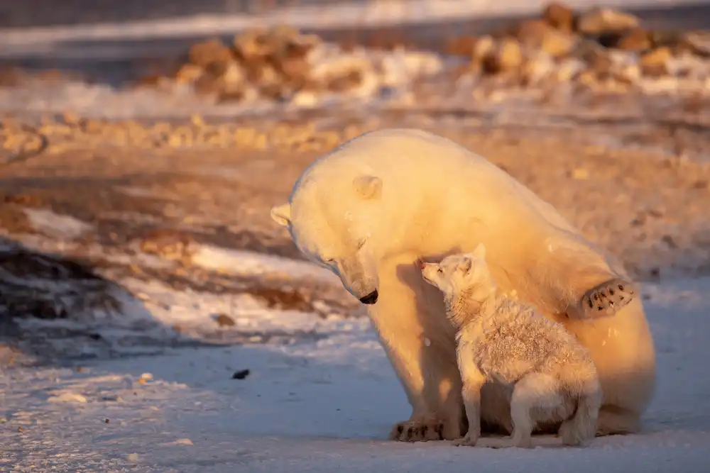 Catta, Alessandro: Dancing With The Bear