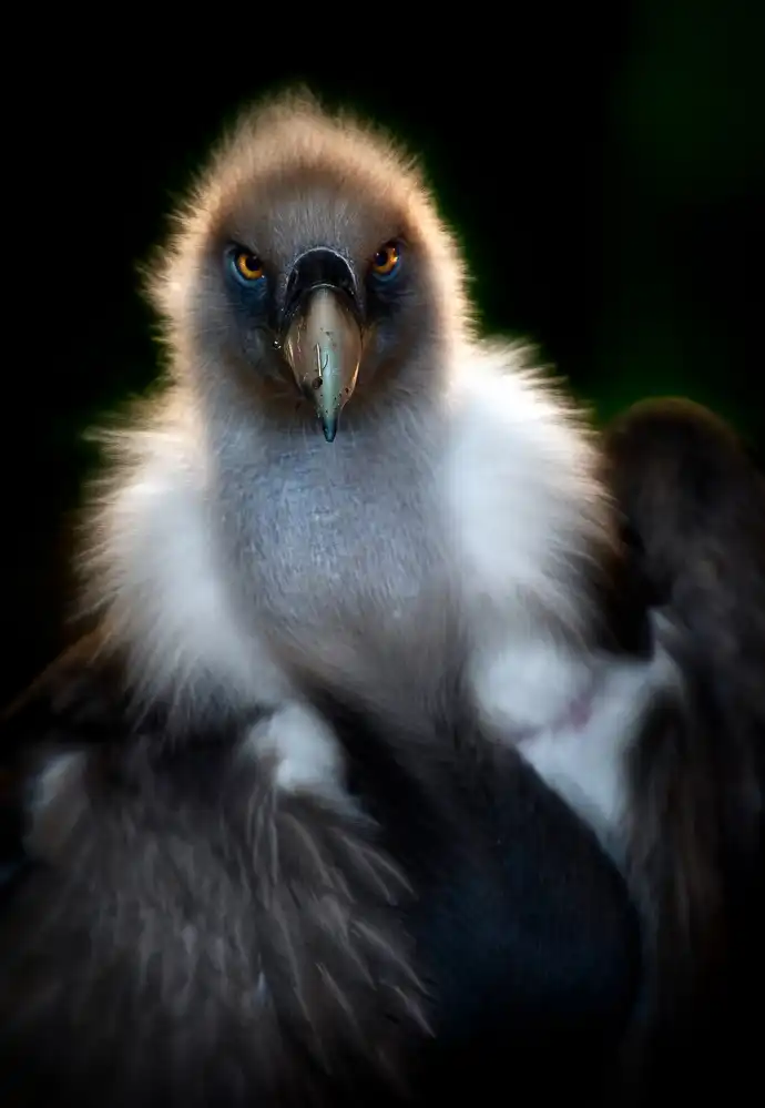 Buye, Pascual Santiago: Vulture portrait