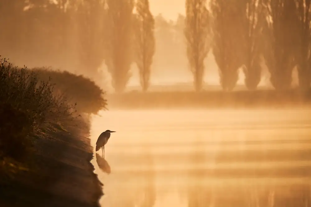 Denis: Wachvogel