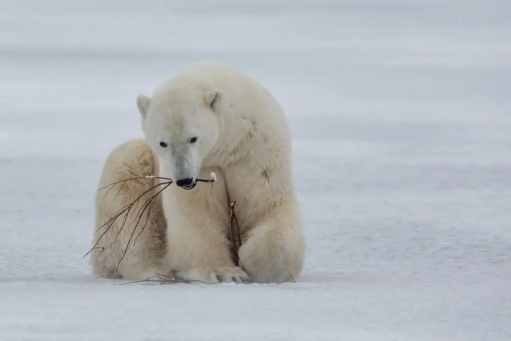 Catta, Alessandro: Polar Bear with Branch