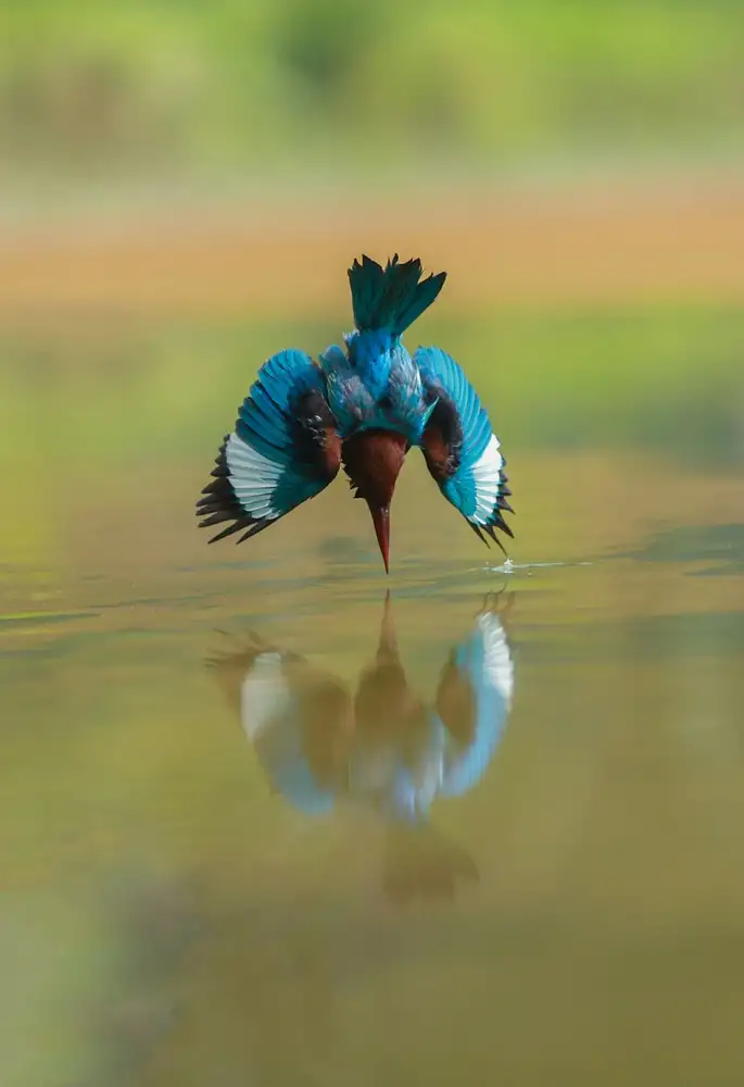 mridul7864: Mirror