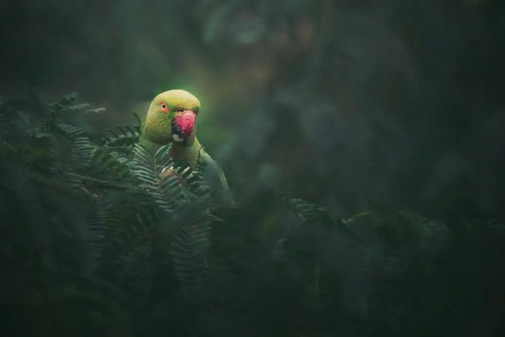 Pezeshki, Sina: Rose-Ringed Parakeet