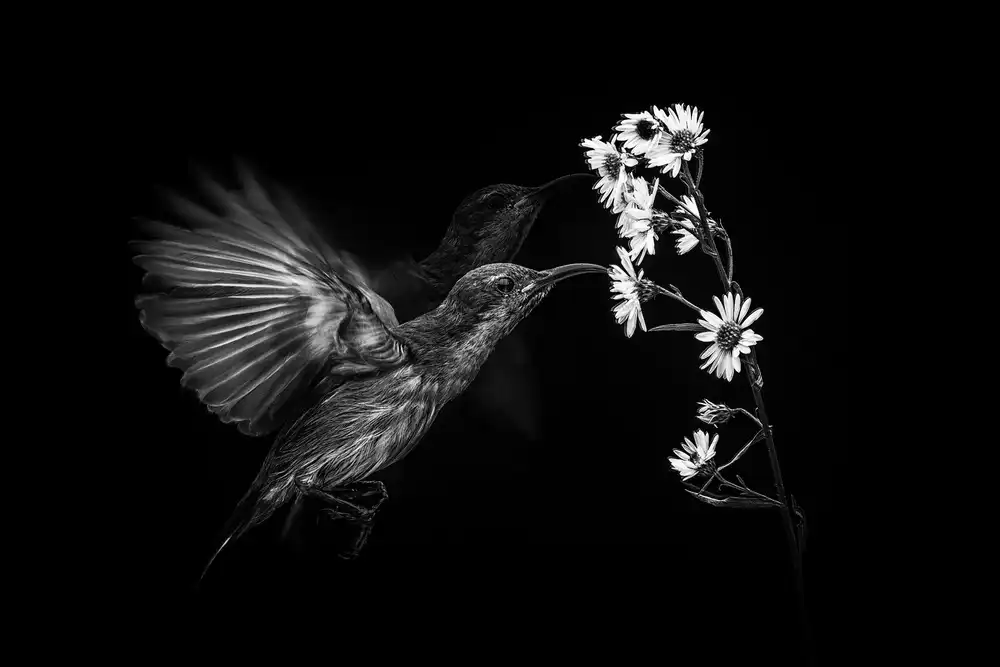 Halil, Andi: Motion