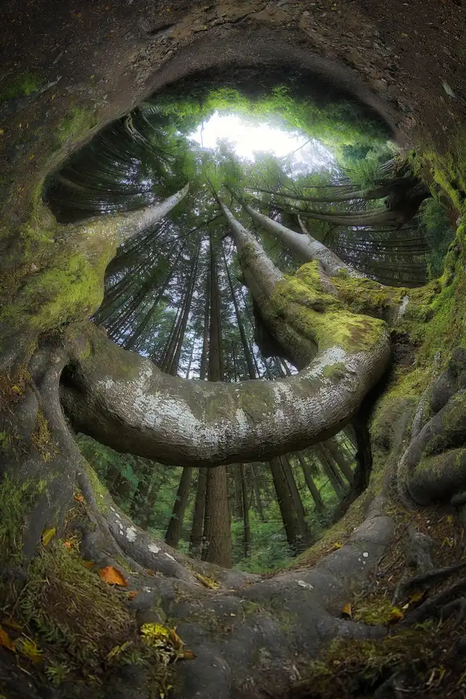 Casanova, Francois: Forêt accueillante
