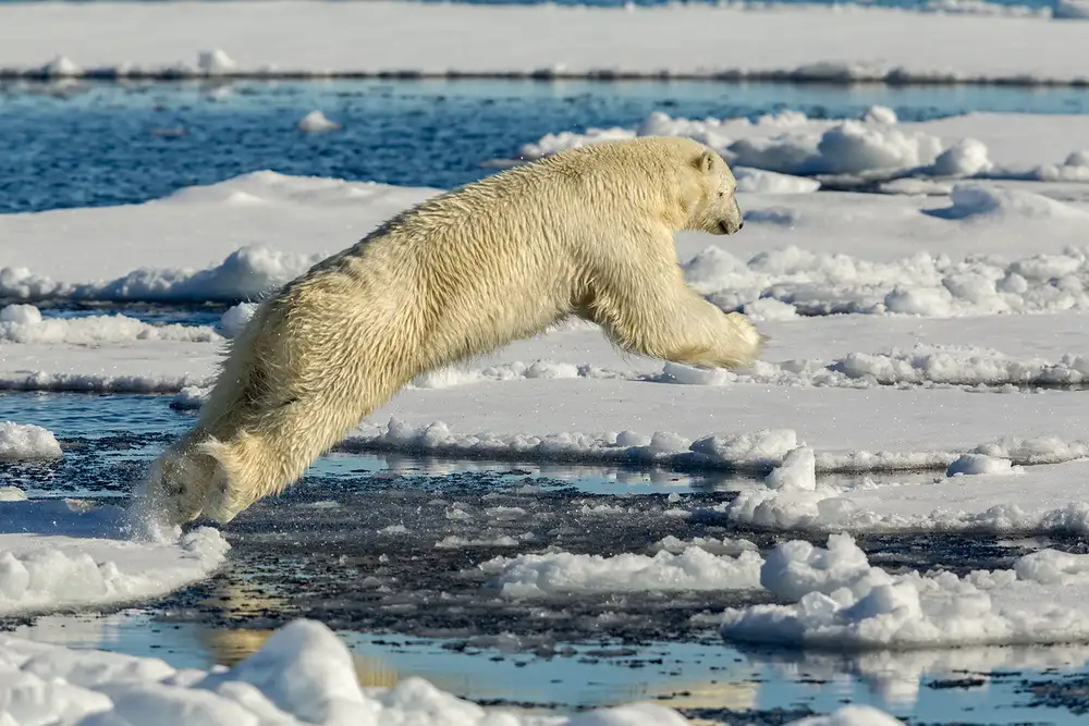 Raga, Gil Joan: Eisbär springt
