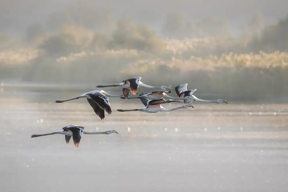 Rublina, Natalia: Greater Flamingos