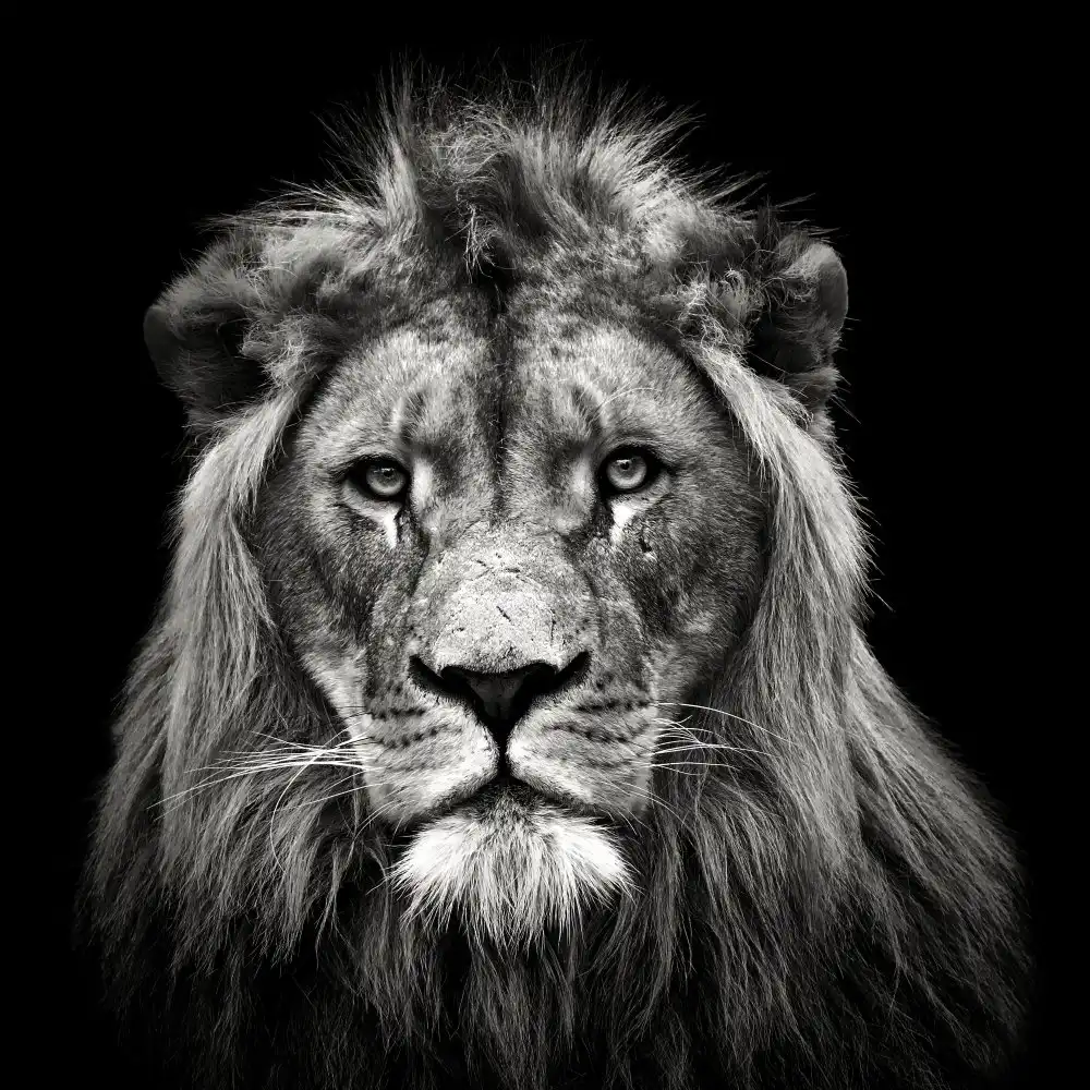 Meermann, Christian: Young Male Lion