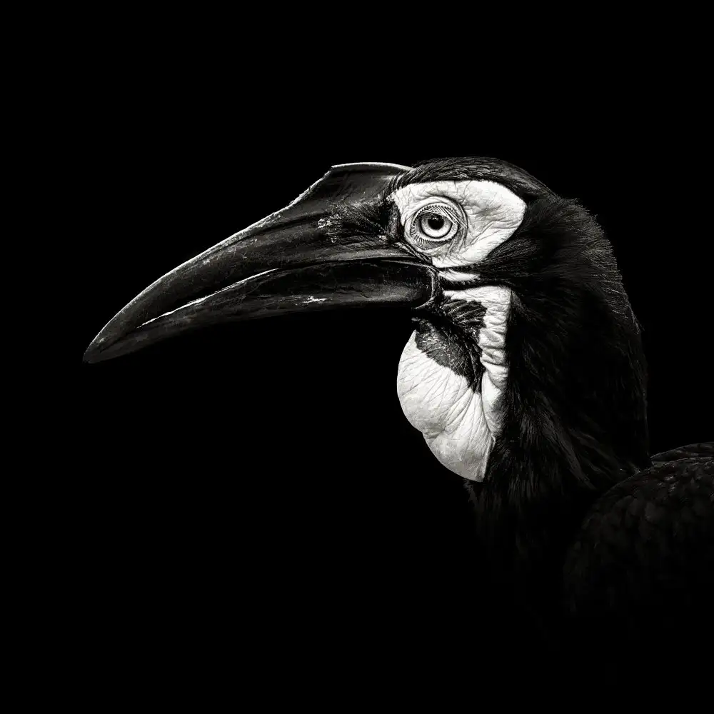 Meermann, Christian: Southern Ground Hornbill