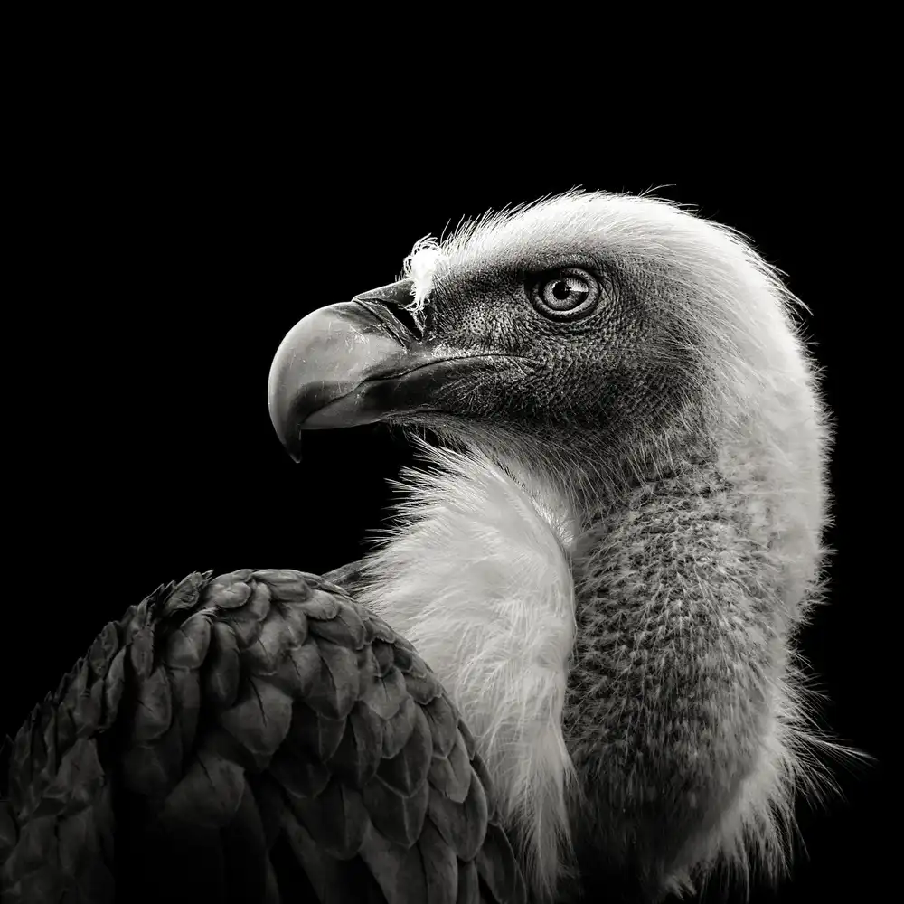 Meermann, Christian: Eurasian Griffon