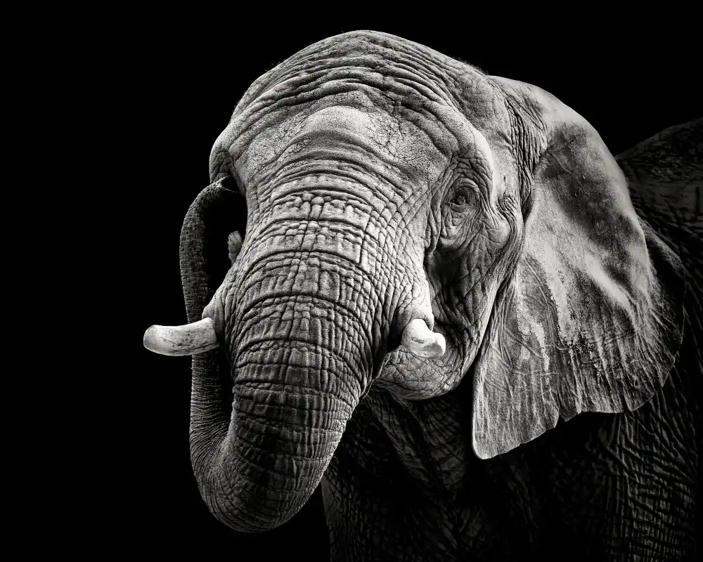 Meermann, Christian: African Elephant
