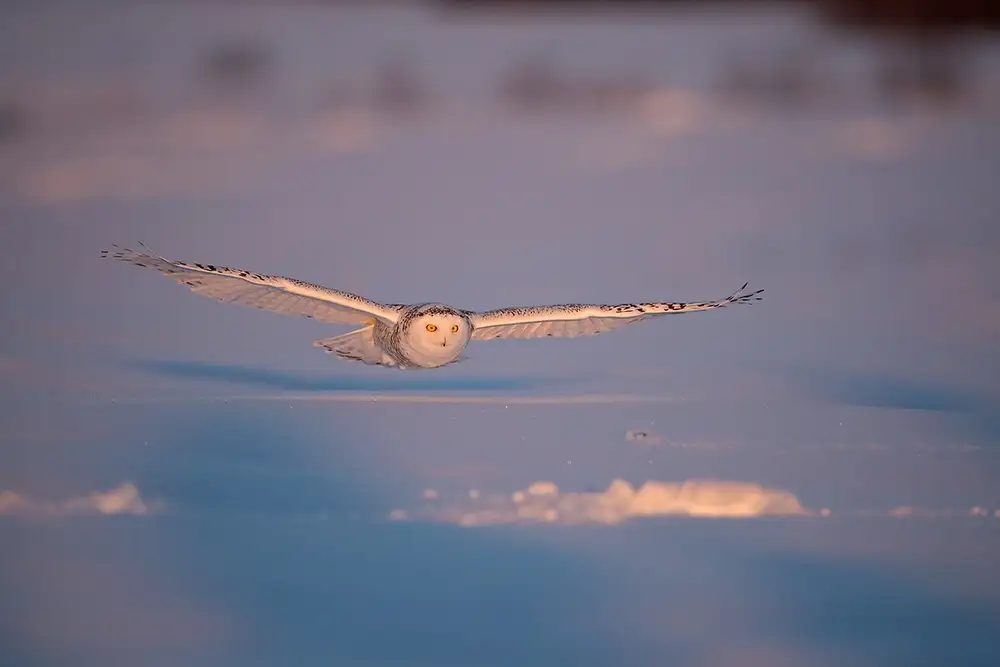 Pozzi, Marco: Vorbeiflug in der Abenddämmerung